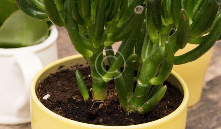 Plants that Easy to Care For